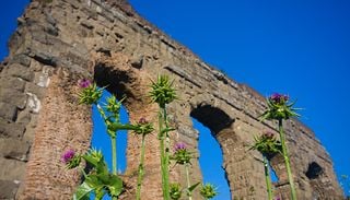 Scoperta inaespattata: le aree archeologiche sono santuari della biodiversit&agrave;, i risultati di uno studio recente