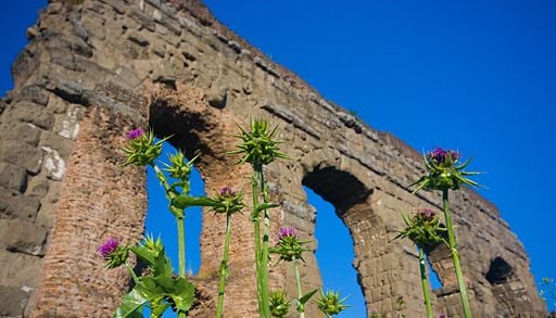 Scoperta inaespattata: le aree archeologiche sono santuari della biodiversit&agrave;, i risultati di uno studio recente