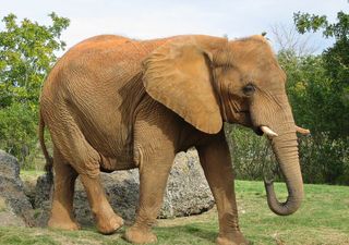 Scoperta la causa della grave moria di elefanti avvenuta in Botswana nel 2019, ecco cosa è successo