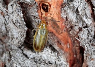 Scoperta una nuova specie di coleottero in una grotta dell'Etna