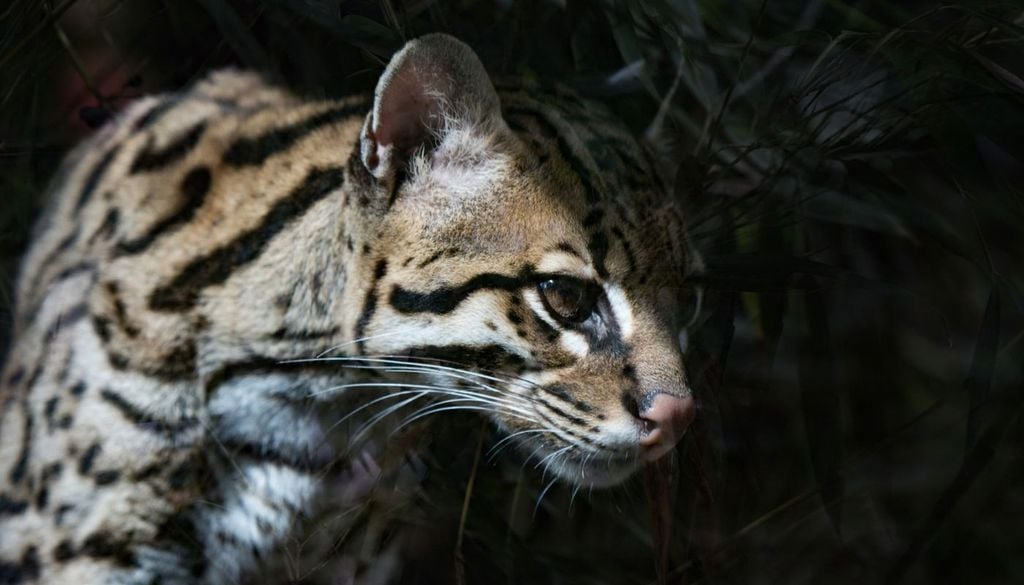 Scoperta gatto Il gatto mai osservato prima ha i colori della pelliccia simili a quelli dileopardi e ocelot