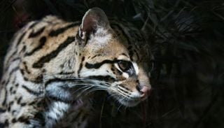 Scoperta una nuova specie di gatto per la prima volta dopo un secolo: il primo esemplare noto vive in Bolivia