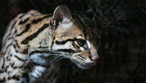 Scoperta una nuova specie di gatto per la prima volta dopo un secolo: il primo esemplare noto vive in Bolivia