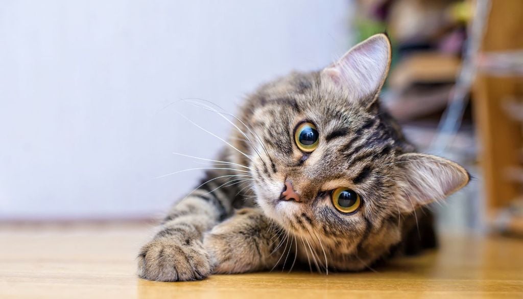 gatto Bolivia Un gatto domestico, in attesa di nuove scoperte tra i felini
