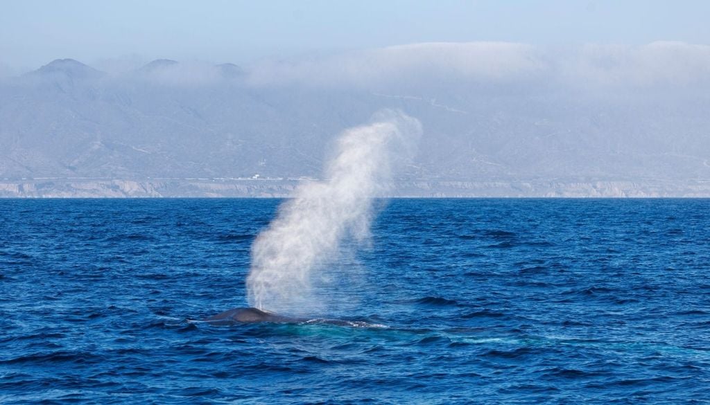 Isole Eolie. Panarea fa parte dell’arcipelago delle Eolie, un’area vulcanicamente attiva. L’isola stessa è la punta emersa di un grande edificio vulcanico sottomarino. Il sistema idrotermale che la circonda è tra i più intensi del Mediterraneo.