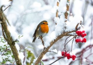 Scopri come aiutare gli uccellini selvatici durante l'inverno e come osservarli da vicino con il "Bird feeding"