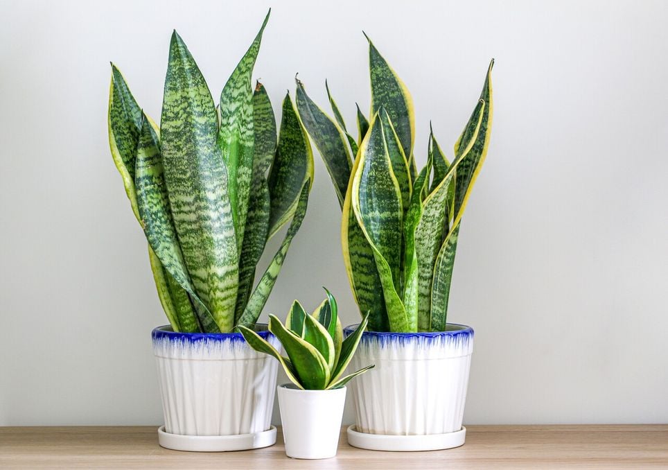 Descubre la planta de interiores que se mantiene verde aun cuando salgas de vacaciones de verano. Noticias en tiempo real