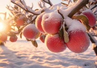 Scopri perché il regalo perfetto per Natale potrebbe essere un melo