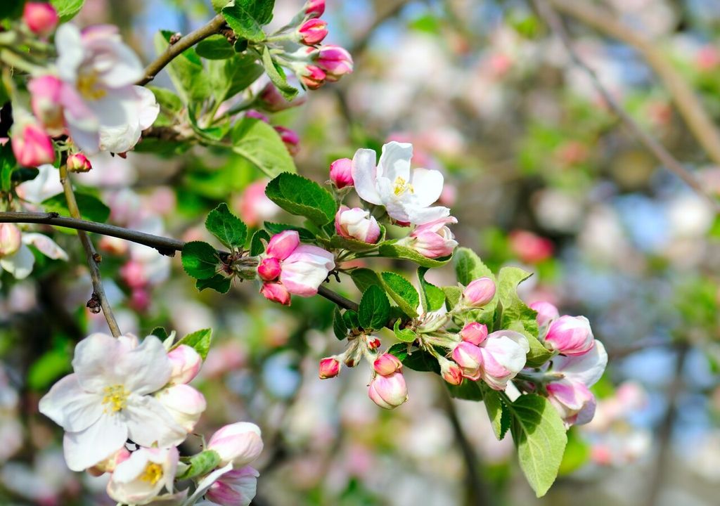 fiori melo fiori melo