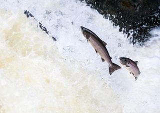 Scottish salmon to be saved by planting one million trees