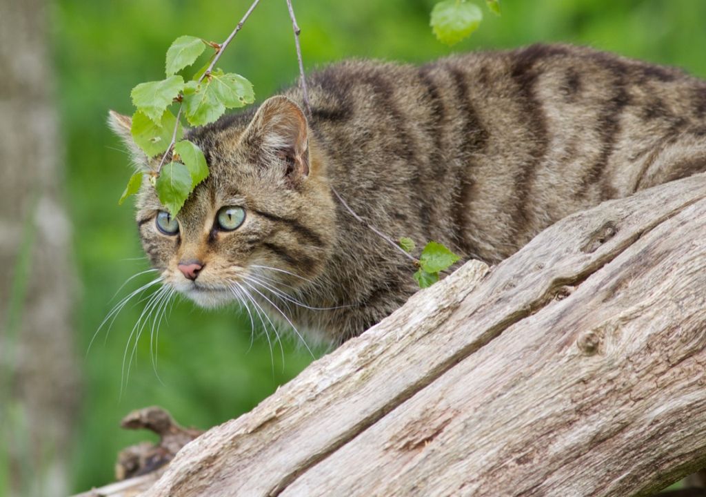 New Scottish Wildcat Kittens Give Hope For Survival Of Species