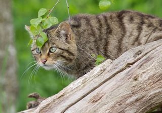 New Scottish wildcat kittens give hope for survival of species