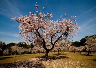 Equinoccio de primavera 2021: ¿cuándo empieza la nueva estación?