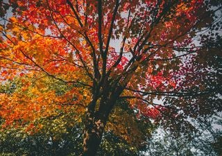 Se acerca El Niño, pero las lluvias en Argentina siguen sin aparecer