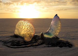 Se acerca el verano y también ¡las medusas!