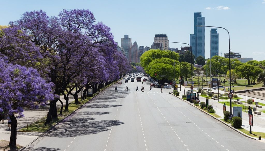 Se acerca noviembre, el mes de floración de los jacarandá en las calles del AMBA.