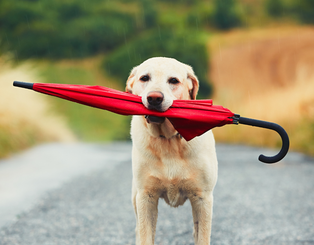 Perro con paraguas