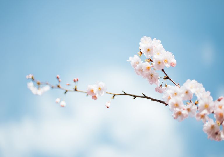 Se afianza la primavera con algunas lluvias Se afianza la primavera con algunas lluvias