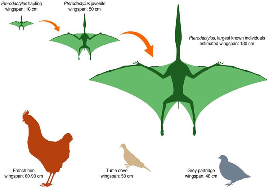 Pterodáctilos tamaño