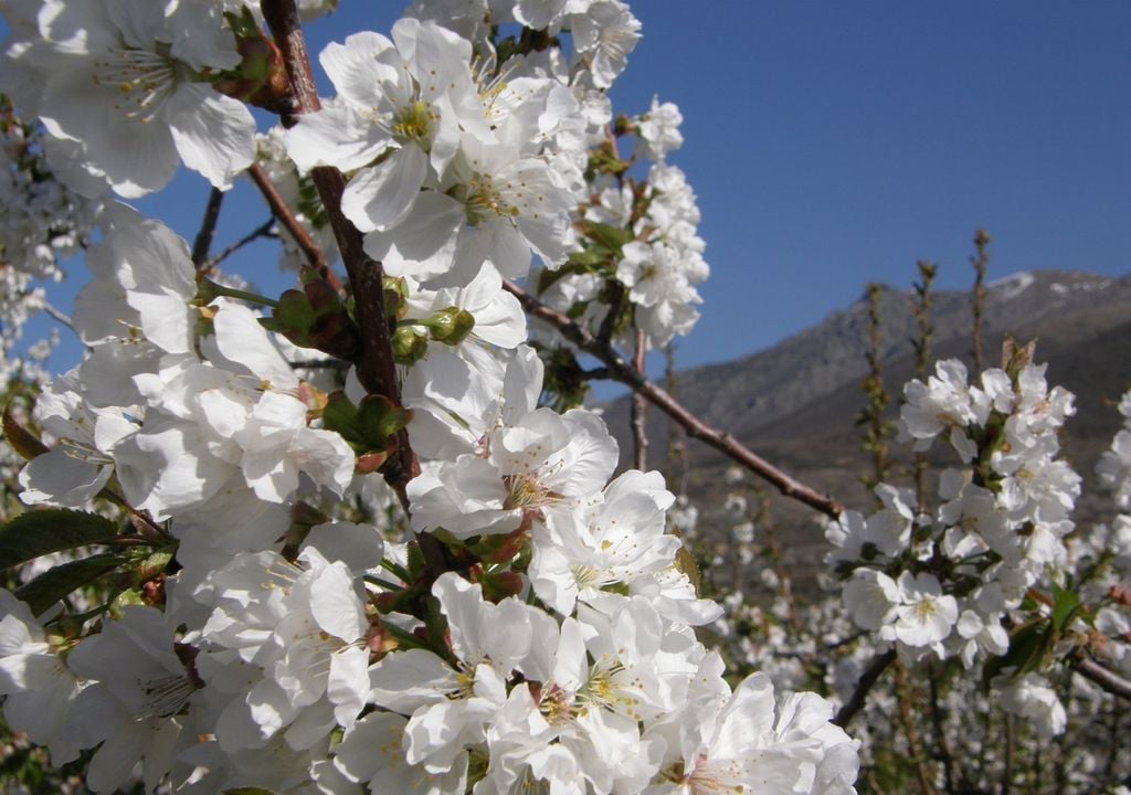 flores blancas flores blancas