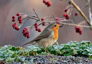 Se avete visto questo uccello significa che il Natale è sempre più vicino