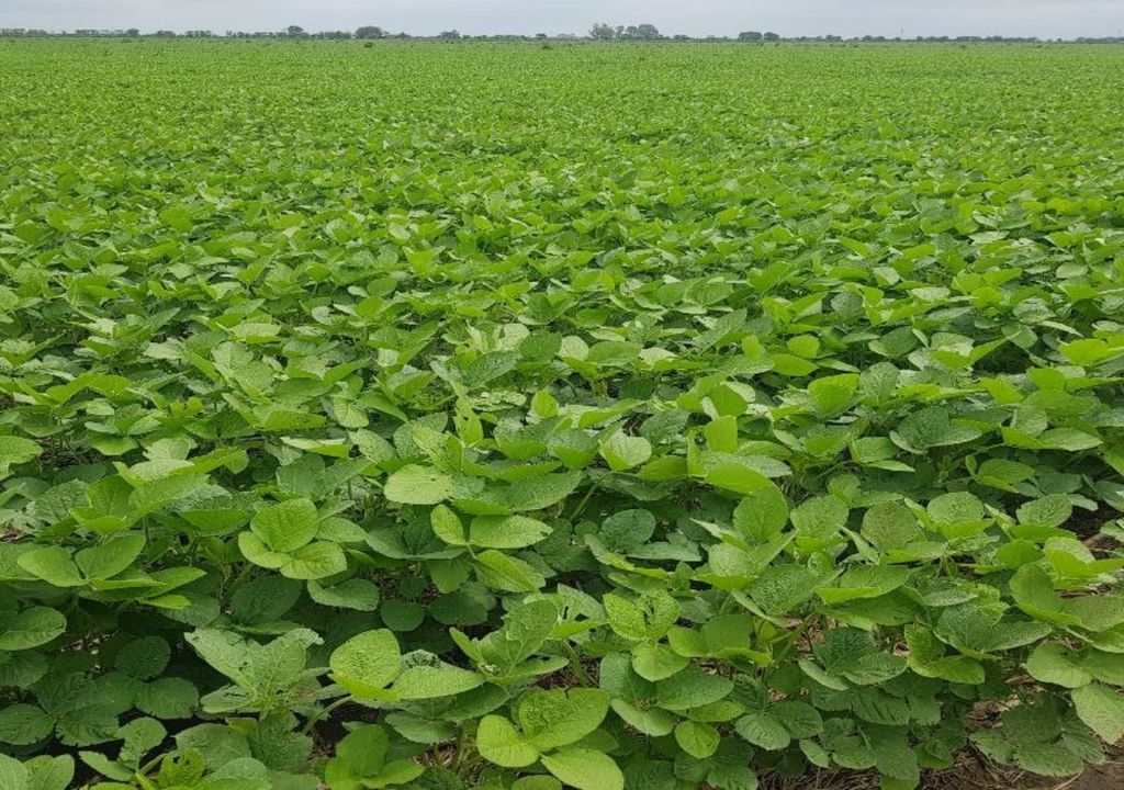 soja Santa Fe soja Santa Fe