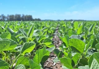 Se cumplieron los deseos: el campo cierra el año con lluvias y perfiles recargados