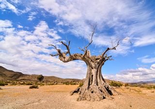 ¿Se está convirtiendo España en desierto como se dijo? Expertos hablan