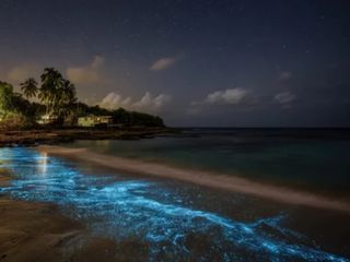 Se ilumina de noche y parece una galaxia líquida de 15,000 estrellas: la laguna bioluminiscente de Oaxaca