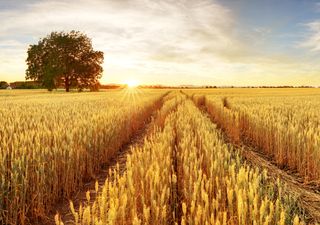 Se intensificará la sequía al comenzar septiembre en Argentina