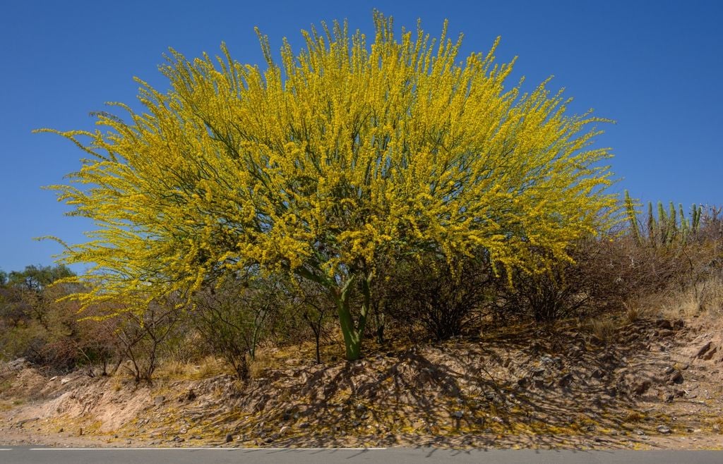 árbol Aunque suele verse como árbol pequeño o arbusto, algunos ejemplares adultos pueden desarrollar copas anchas y muy ramificadas, especialmente cuando crecen con buena exposición al sol.