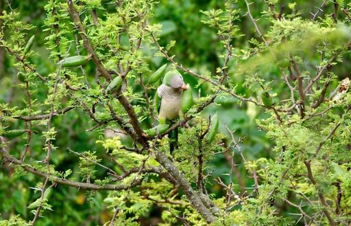 Se llena de esferas doradas y perfuma cuadras enteras: el &aacute;rbol argentino que marca la llegada de la primavera
