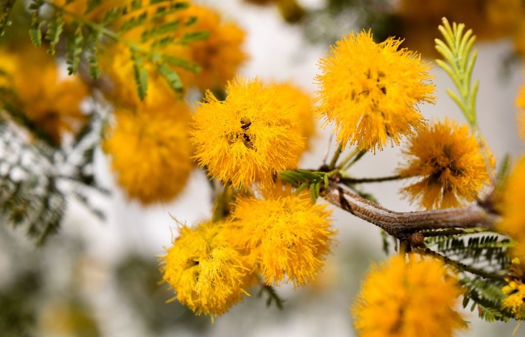 arbol Su perfume no es sólo un rasgo ornamental: las flores producen compuestos aromáticos intensos que históricamente despertaron interés para usos perfumísticos y tradicionales.