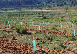 Se plantarán 70.000 árboles nativos: avanza la reforestación en la Reserva Nacional Lago Peñuelas 