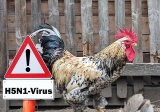 ¿Se puede contraer gripe aviar al comer huevos? Cuáles son los riesgos y qué dice la ciencia sobre esta posibilidad