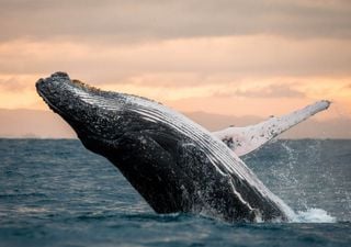 ¿Se pueden ver ballenas en libertad en España? 6 lugares para el avistamiento de cetáceos