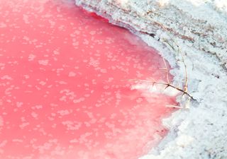 ¡Resuelven el misterio del sorprendente lago rosa en Australia!