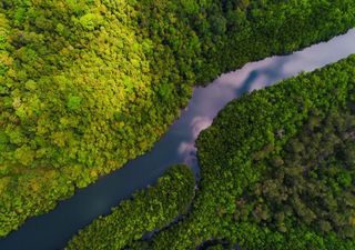 ¡Peligro! Se seca la Selva Amazónica