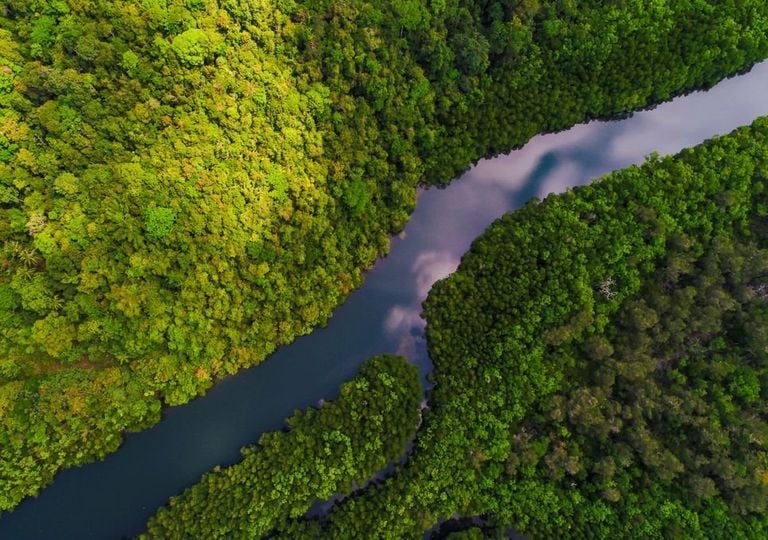Peligro Se Seca La Selva Amazonica