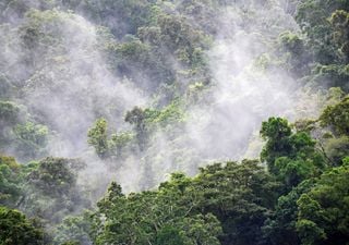 Se siguen perdiendo bosques a nivel global pero a menor ritmo que en años anteriores
