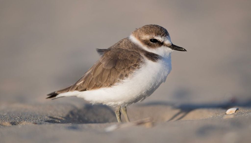 Fratino. Esemplare di fratino mimetizzato in spiaggia.