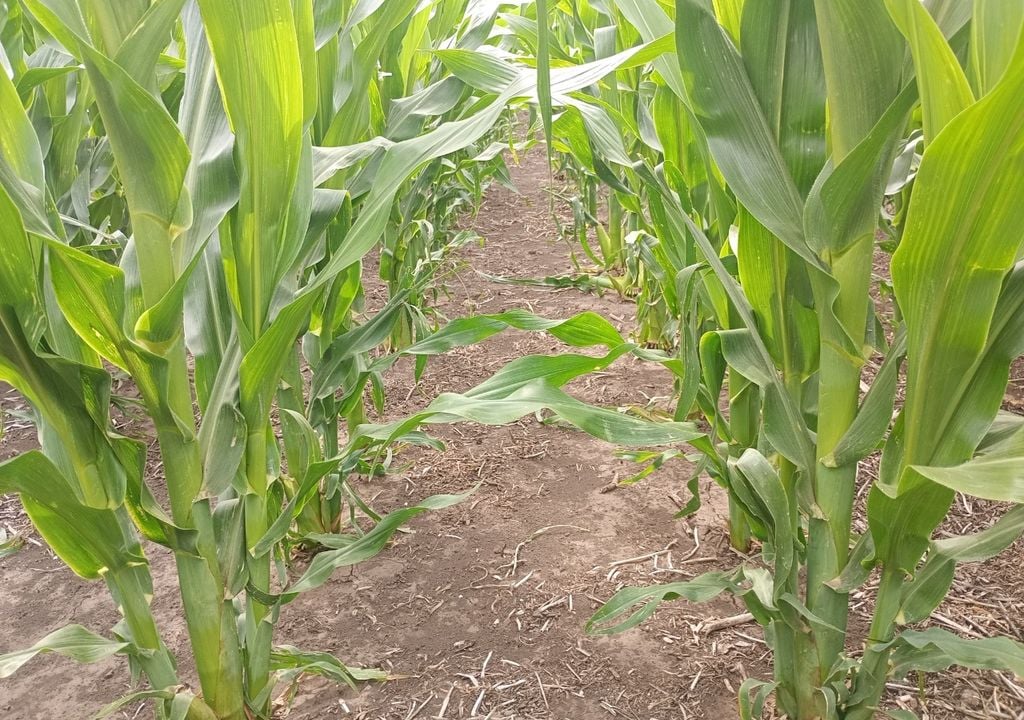 Un lote de maíz (NS 7761) esperando la lluvia, sembrado en la zona continental de Loberia, provincia de Buenos Aires. Gentileza: Red Social X de @Aleferretti3