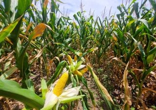 Se viene un cambio clave en el clima de la regi&oacute;n n&uacute;cleo: c&oacute;mo impacta en el ma&iacute;z y la soja