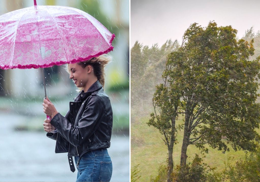 persona con paraguas abierto en sus manos, y un árbol en una jornada de mucha lluvia