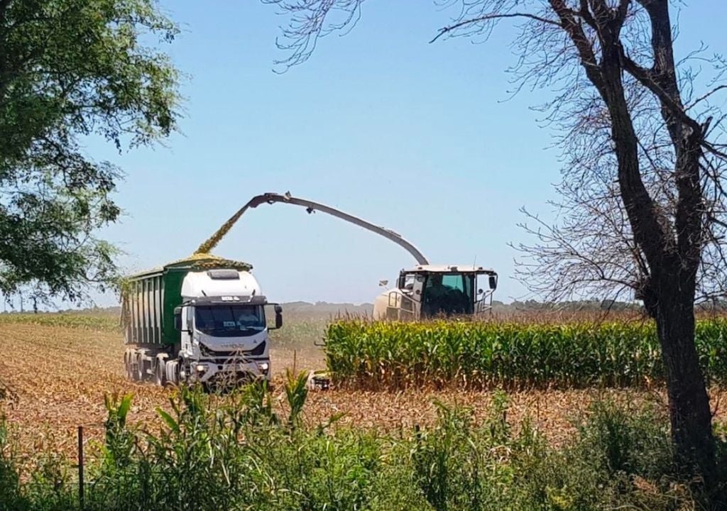 Lote con maíz temprano (de primera), en pleno proceso de picado / embolsado, en el centro del departamento Castellanos, provincia de Santa Fe. Gentileza: Bolsa de Comercio de Santa Fe
