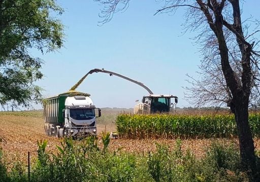 Se viene una semana decisiva para la soja: el calor no da tregua y las lluvias no llegan. Estas son las zonas afectadas