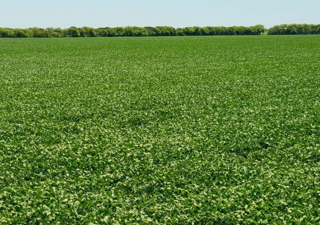 Lote con soja temprana en desarrollo vegetativo en el centro del departamento Castellanos, provincia de Santa Fe. Gentileza: Bolsa de Comercio de Santa Fe