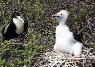 Seabird populations suffering consequences of climate change