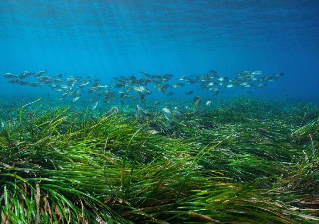 Seagrass Meadow Discovered Off Cornwall Is One Of Uks Largest Ever 