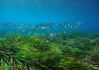 Seagrass meadow discovered off Cornwall is one of UK's largest ever